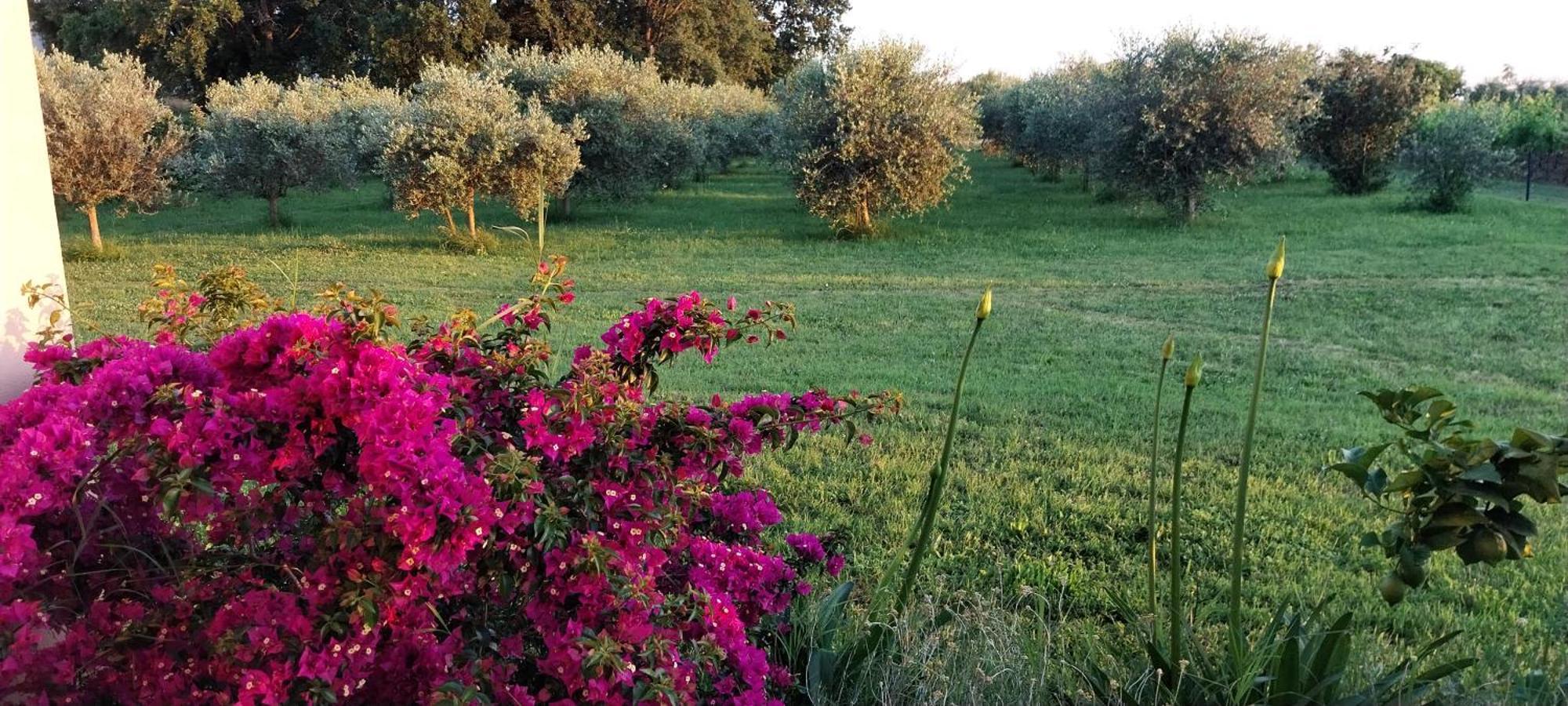 Vila Dubravka - Schoen Und Komfortabel Inmitten Von Olivenbaeumen Und Weinbergen Mit Whirlpool Valtura Экстерьер фото