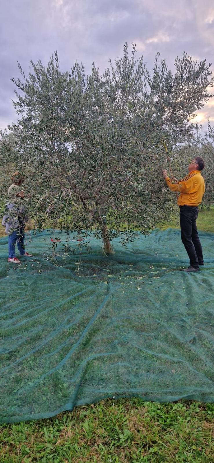 Vila Dubravka - Schoen Und Komfortabel Inmitten Von Olivenbaeumen Und Weinbergen Mit Whirlpool Valtura Экстерьер фото